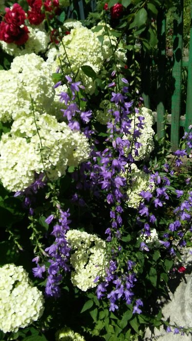 Продам  гортензию Анабель