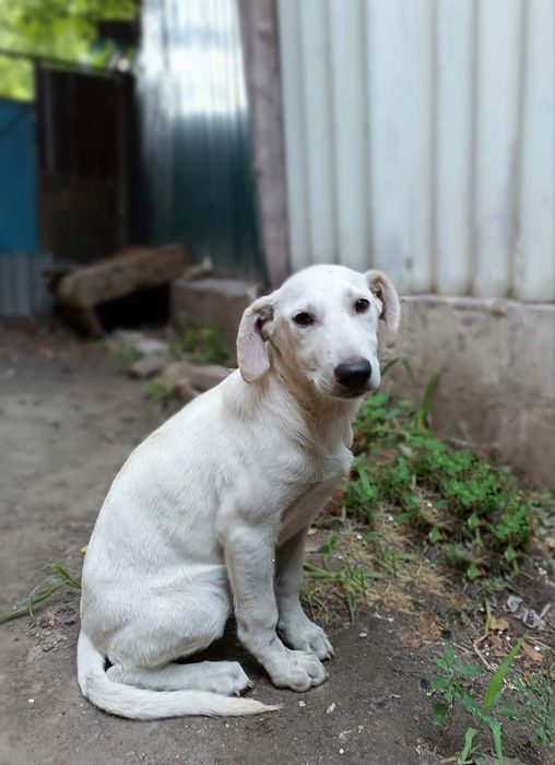 Отдам в хорошие руки