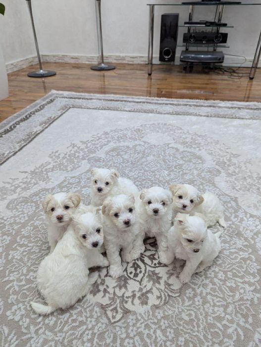 Мальтійська болонка - цуценята з документами | ІФ
область