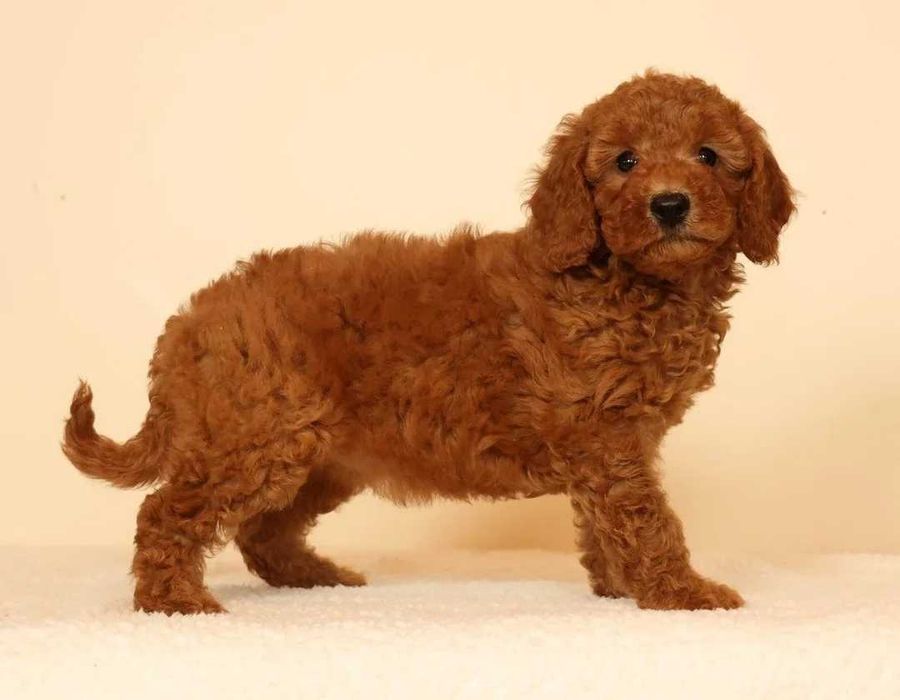 Goldendoodle disponível