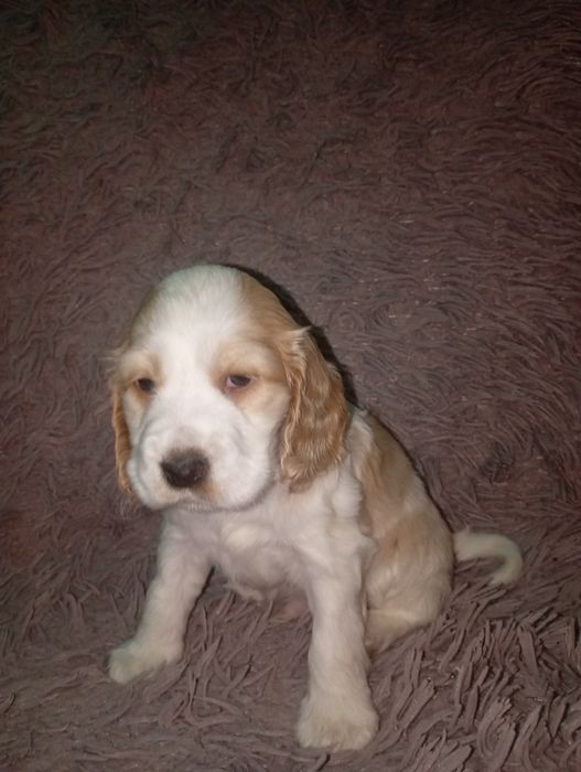 Cocker spaniel angielski