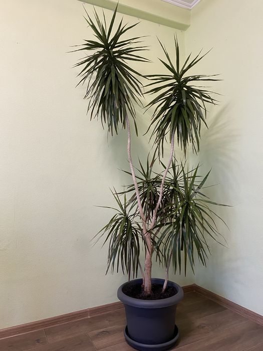 Драцена кімнатна