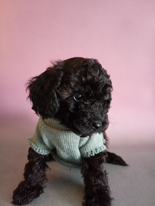 Cudooowny piesek pudel Black sable