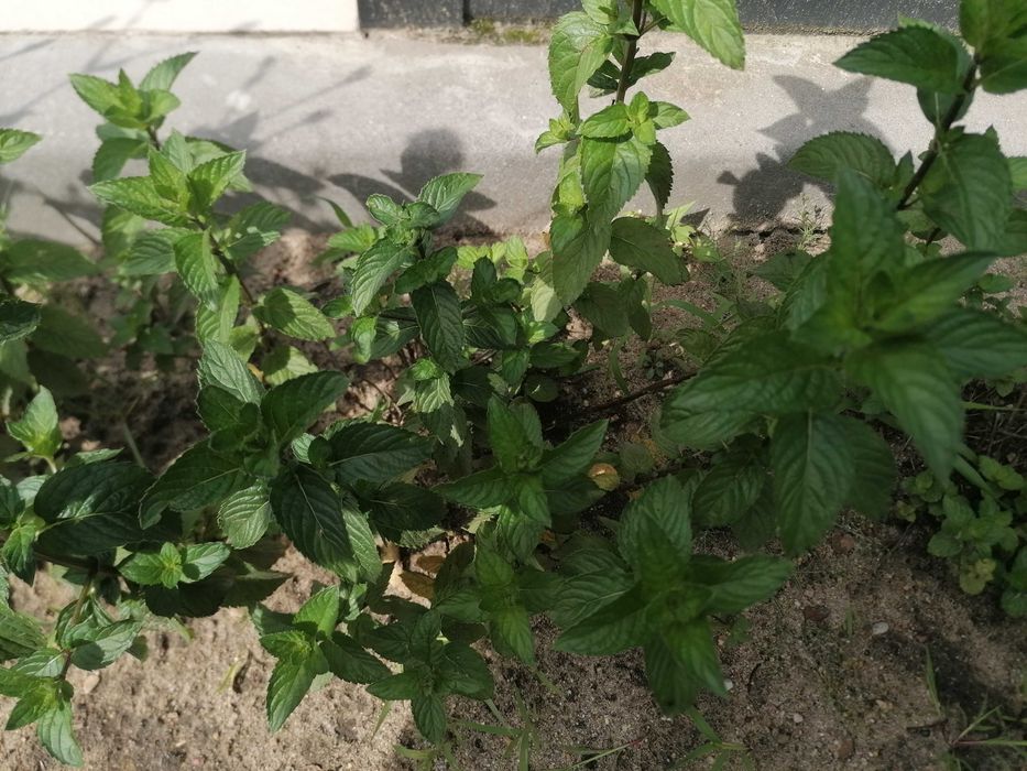 Lubczyk wieloletnia roślina przyprawowa magi.Wysokość 40cm
