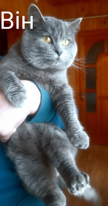 Для в'язки Шотланський Кіт Скоттіш-страйт .