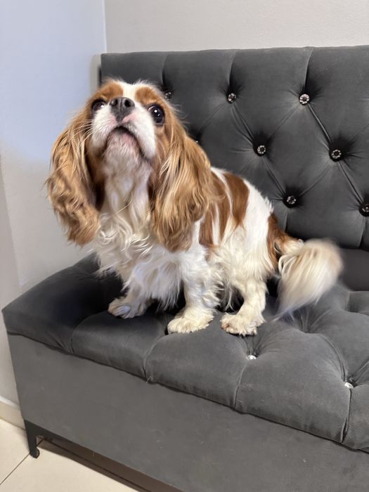 Cavalier King Charles spaniel rezerwacja