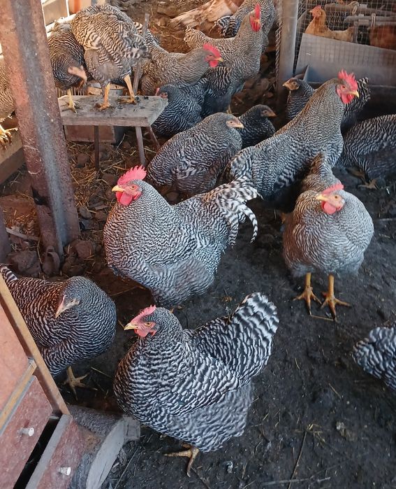 Яйця курочок Амброксів ,індиків Бурбонів