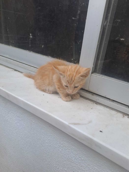 Gatinhos "raios de sol" bebés prontos para adoção