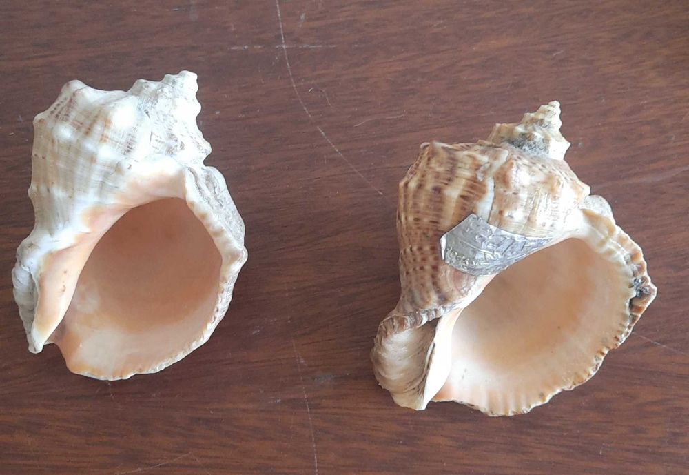 Ракушки морские  натуральные