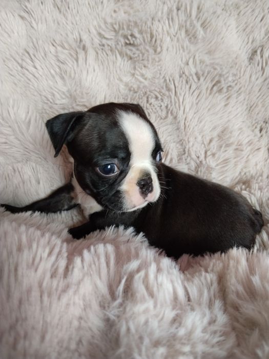 Boston terrier piesek