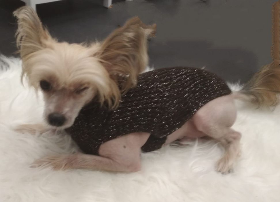 Sweterek dla yorka chihuahua pinczerek