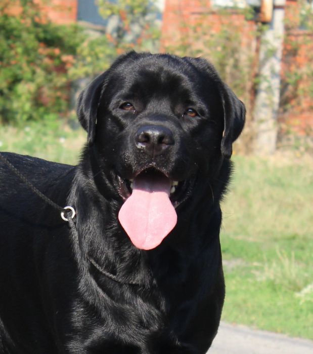 Пропонується кобель лабрадора для вязки