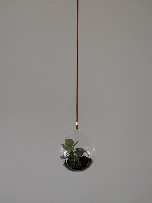 Terrário vidro com planta