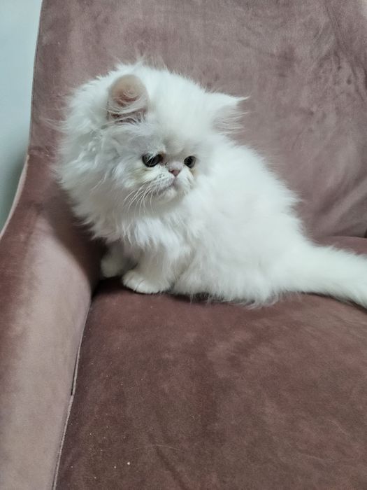 Kocurek perski, kot perski