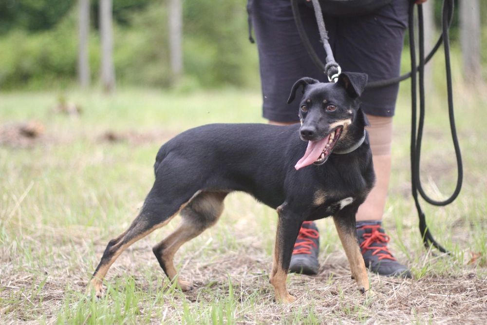 Śliczna, wesoła i energiczna Sonia poleca się do adopcji!