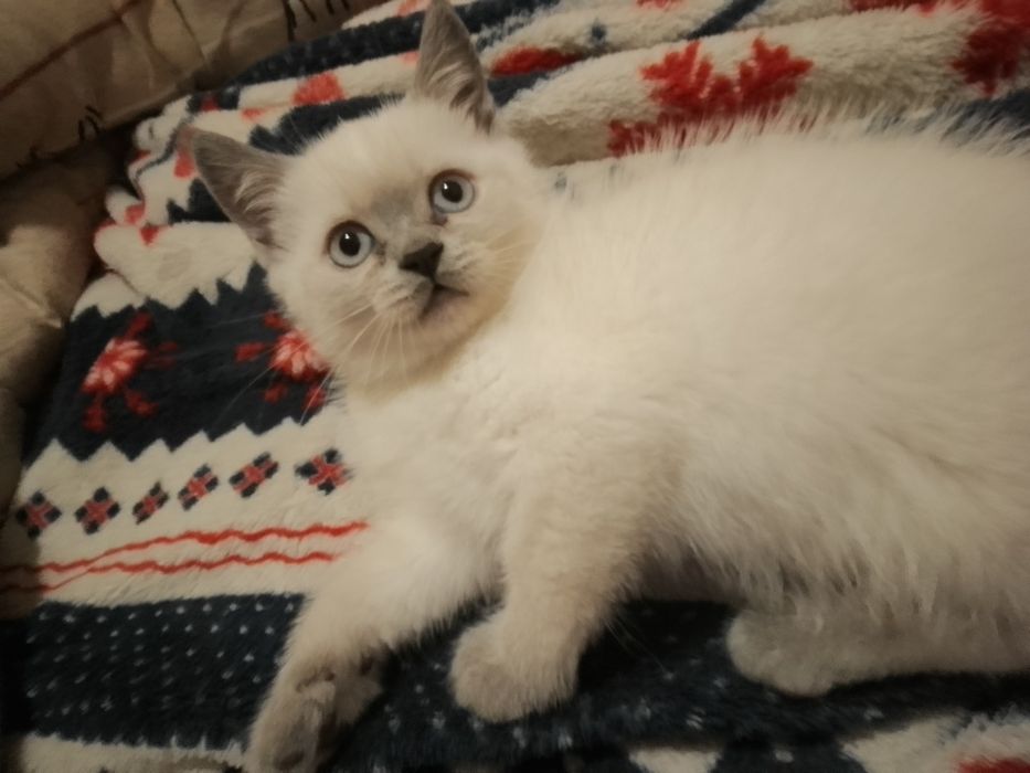 Продам Чистокровных котят Шотланский Блю поинт