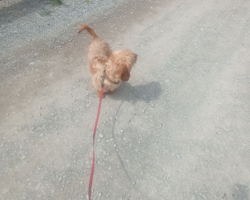 Таксята жорсткокремові для броні