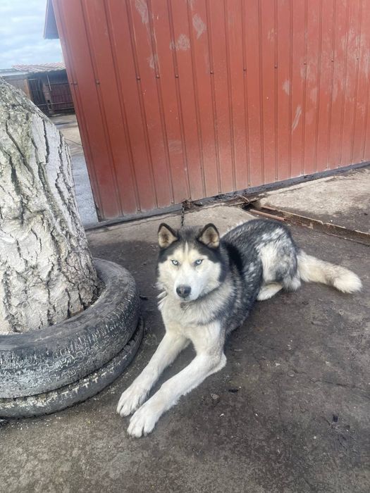 Віддам собаку в хороші руки (безкоштовно)