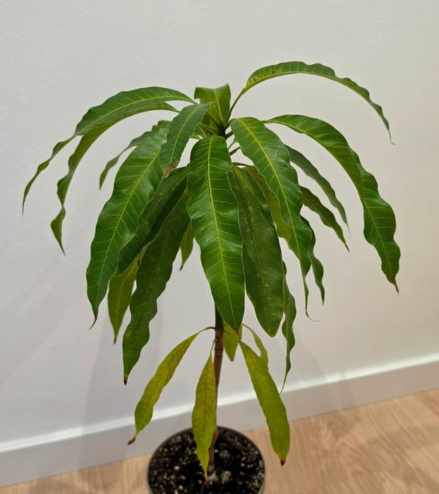 Drzewko mango 4-letnie z Wysp Kanaryjskich 47cm