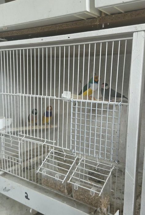 Diamantes gould 2026/ pardal de java