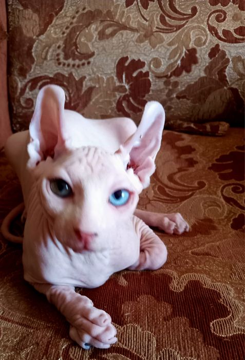 Різноокий хлопчик єльф