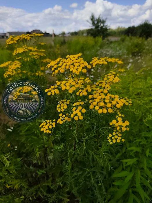 Mazidło wrotyczowe 60 ml