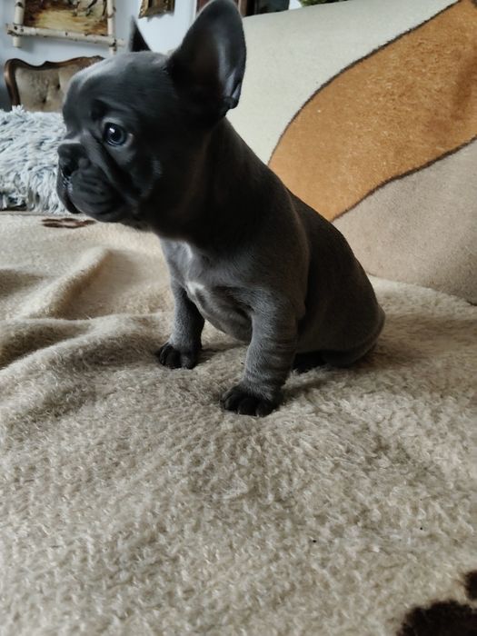 Buldog francuski niebieski sunie