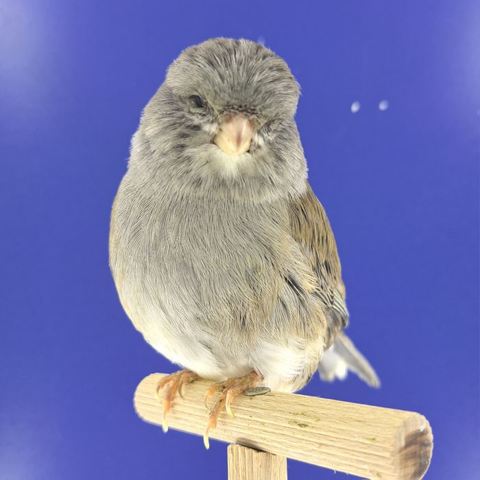 Kanarek, samczyk 22 - sprzedam, Wrocław