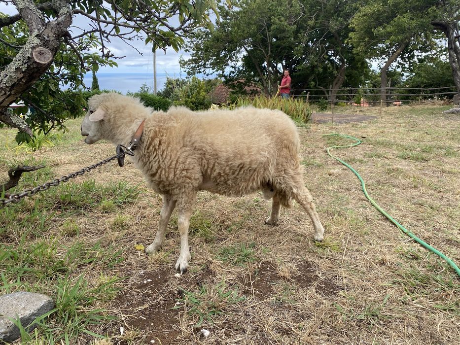 Carneiro com 1 ano e meio disponível
