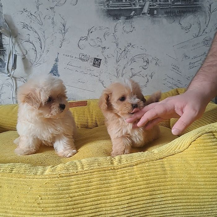 Мальтипу,мвльтипушки,f1.карамель,крем беби фейс