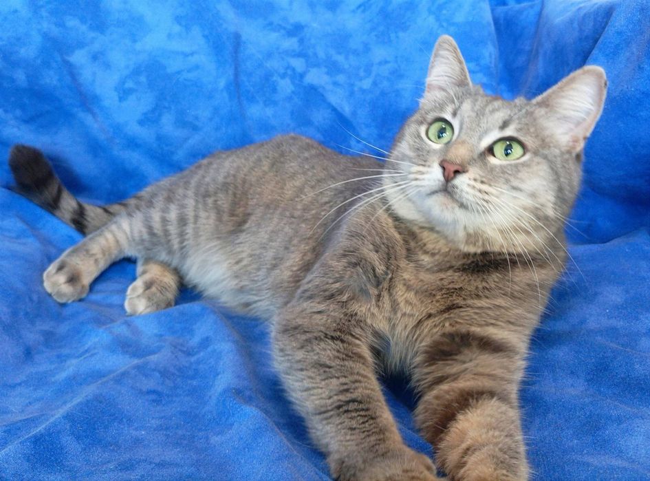 Кошеня дівчинка безкоштовно/ котенок бесплатно Днепр