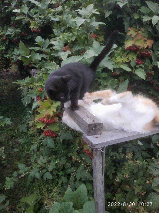 Котяча сімейка шукає нову домівку!