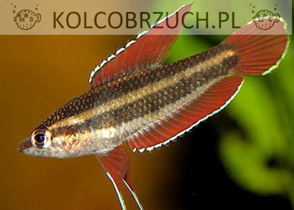 Sumatrzak anjunganensis - Parosphromenus - dowóz, wysyłka