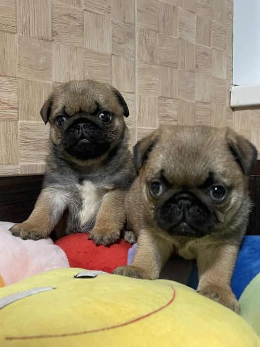 Мопс цуценята хлопчики і дівчатка КСУ Голден Пак