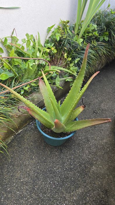 Aloe vera planta