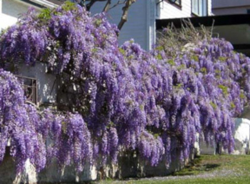 GLICYNIA CHIŃSKA - Wisteria sadzonki w doniczkach!