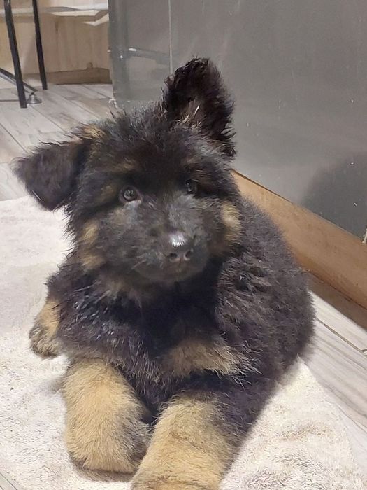 Німецька вівчарка. Купити гарного песика