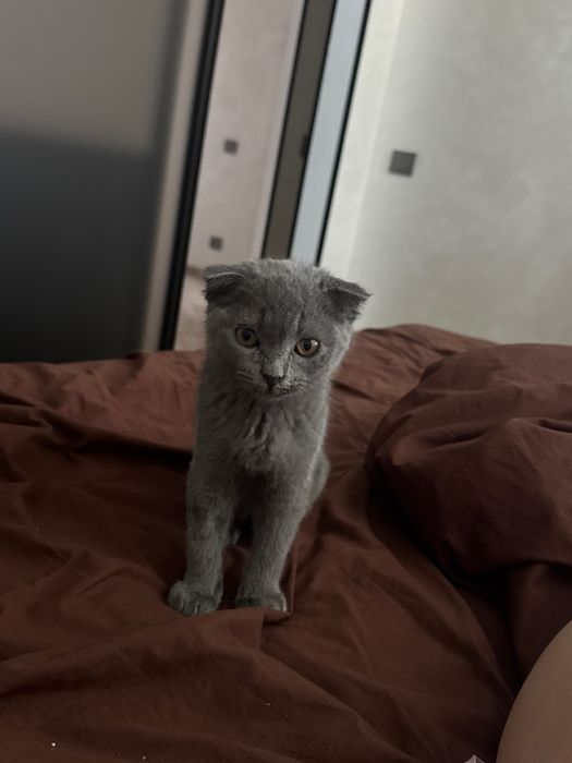 кот британец 4 месяца отдам