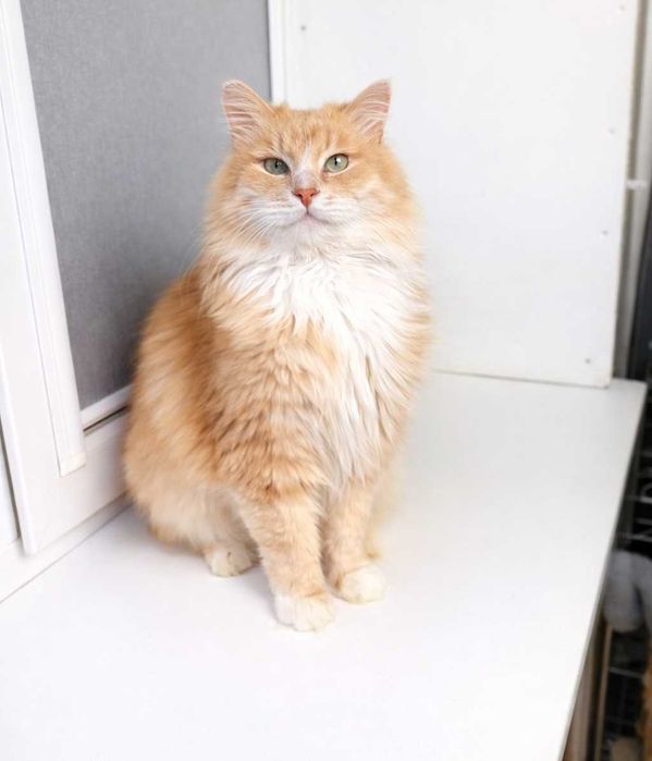 Шикарний котик з поглядом хитрих зелених очей. Льоні 3–5 років.