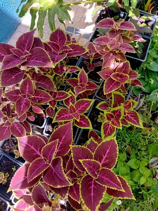 Coleus Solenostemon scutellarioides