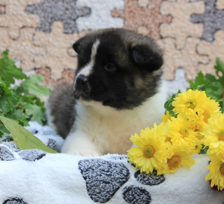 Американська акіта