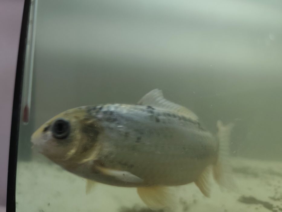 carpa koi 1 ano!