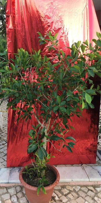 Plantas diversas de exterior
