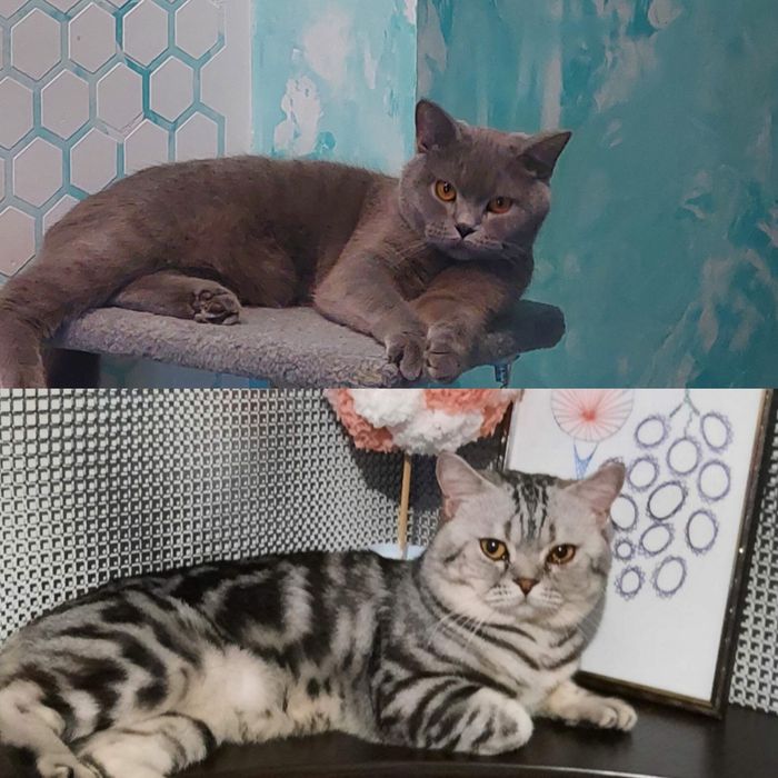 Кошеня Шотландське Скотіш страйт