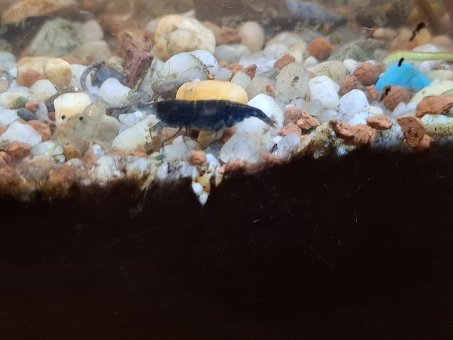 Krewetki Blue Velwet