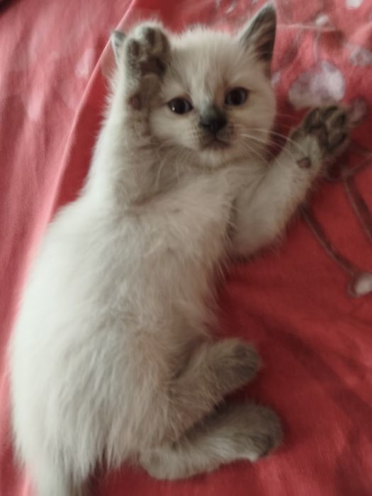 Продам породистого котенка