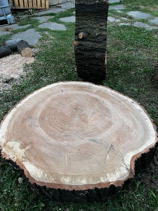 Plaster  Dębowy dąb czerwony)