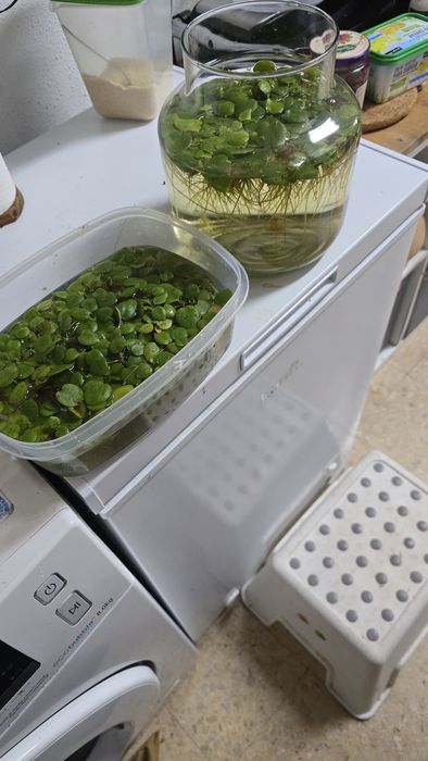 Plantas de superfície de aquario