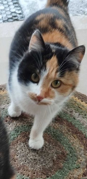 Отдается две кошечки в новый дом