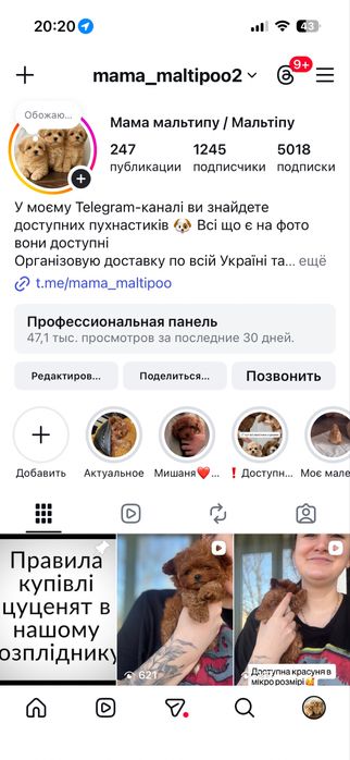 Девочка той пудель